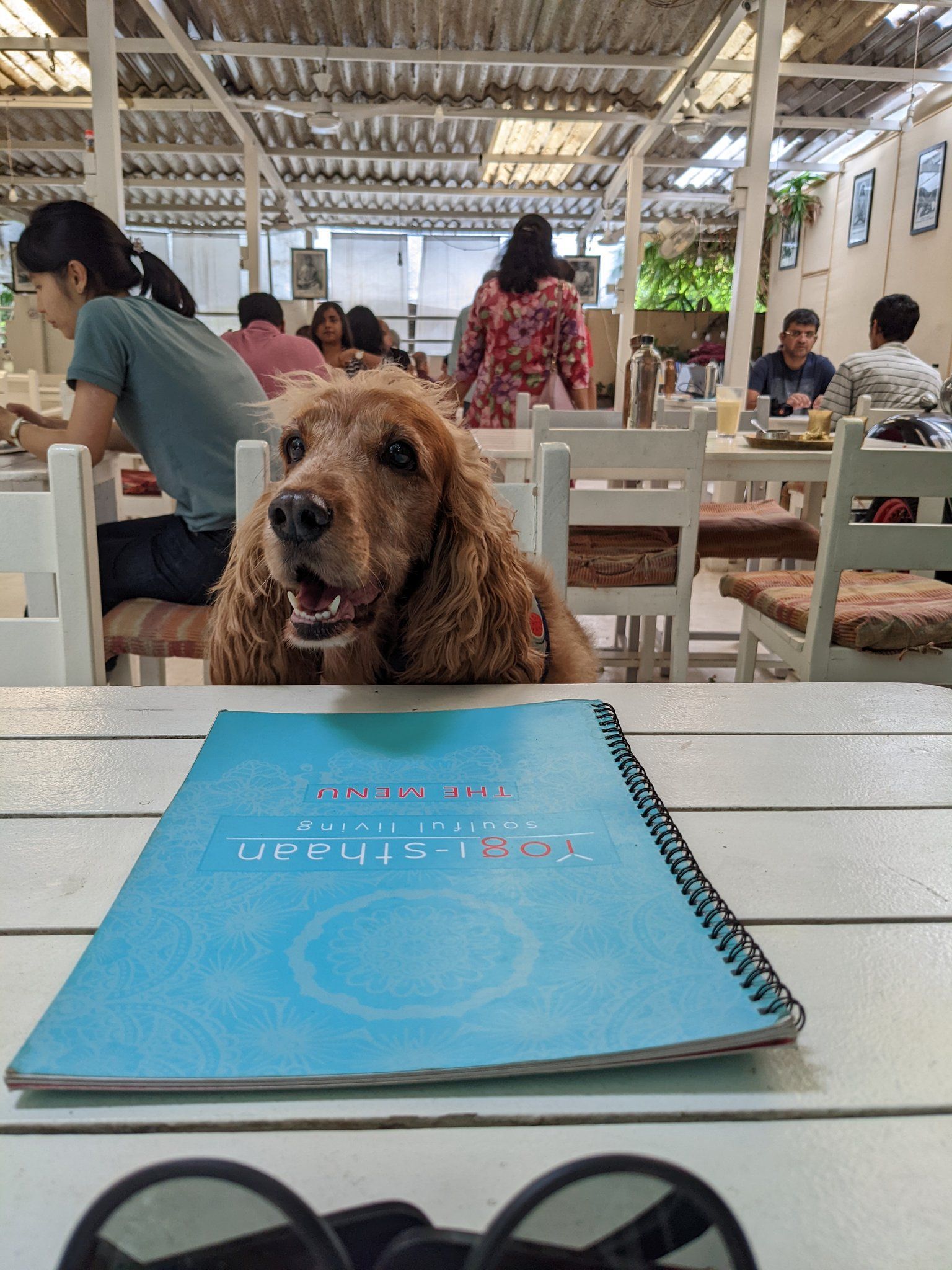 8 Best Dog Friendly Cafes in Bangalore for a Relaxed Evening