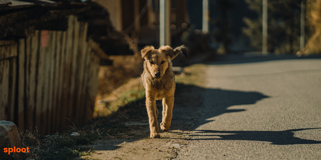 Nutrition for Indie Dogs: Meeting the Dietary Needs of Indian Pariah Breeds
