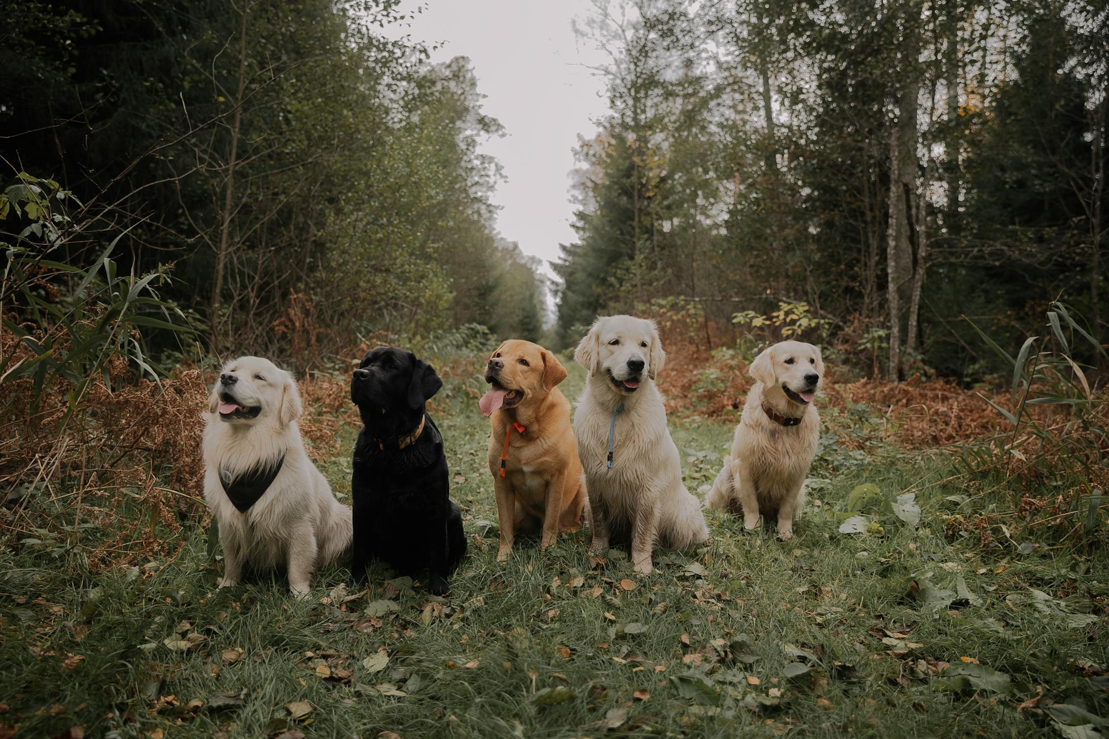 Golden Retriever vs Labrador: Which Breed Should You Get?