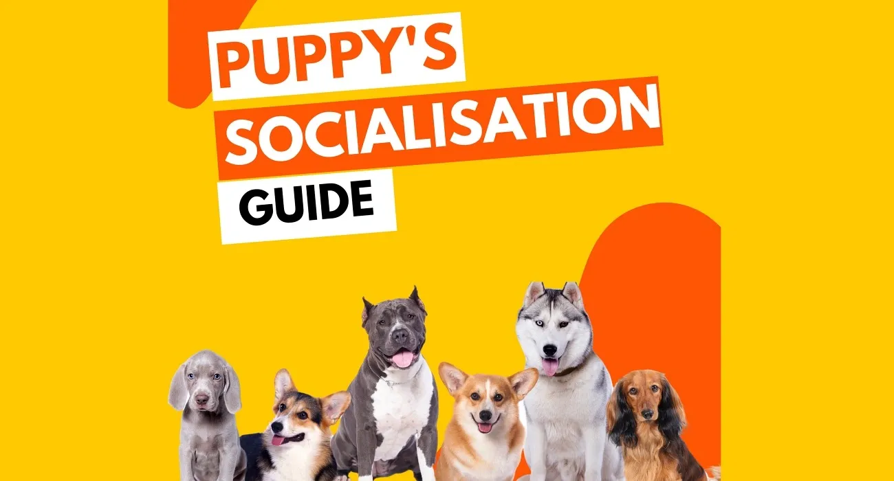 Canine Cliques: The Importance Of Adolescent Dog Socialisation