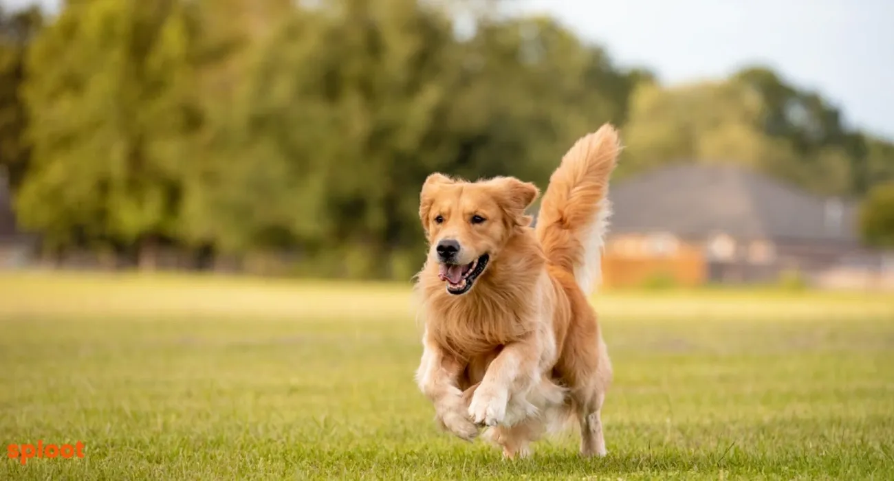 Golden Retriever Myths and Misconceptions: Debunking Common Beliefs