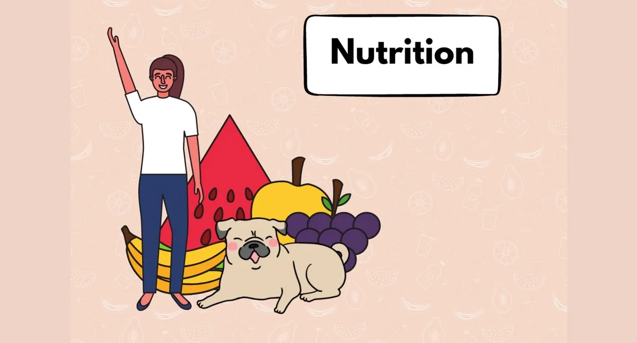 Do Dogs Eat Less in Summer? Understanding Seasonal Appetite Changes