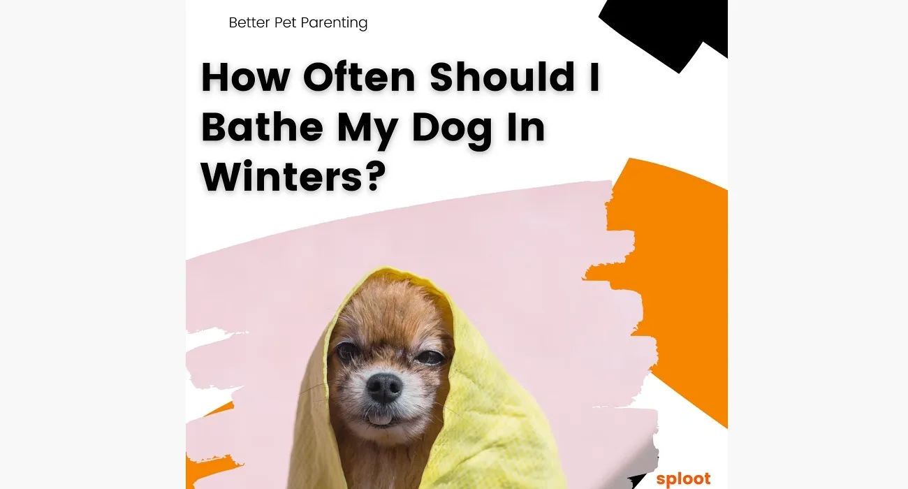 How Often Should I Bathe My Dog?