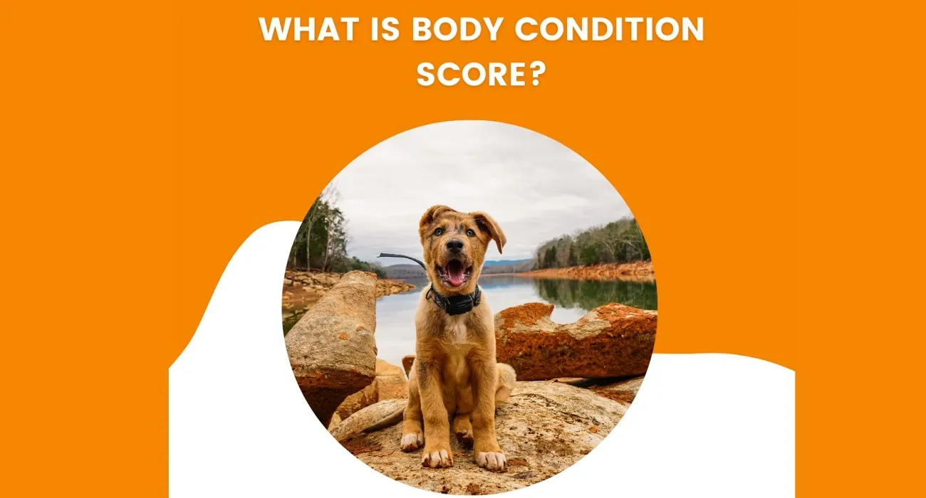 What is a Dog Body Condition Score & How To Check it?