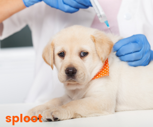Dog Vaccination Schedule. A Guide for Every Dog Owner