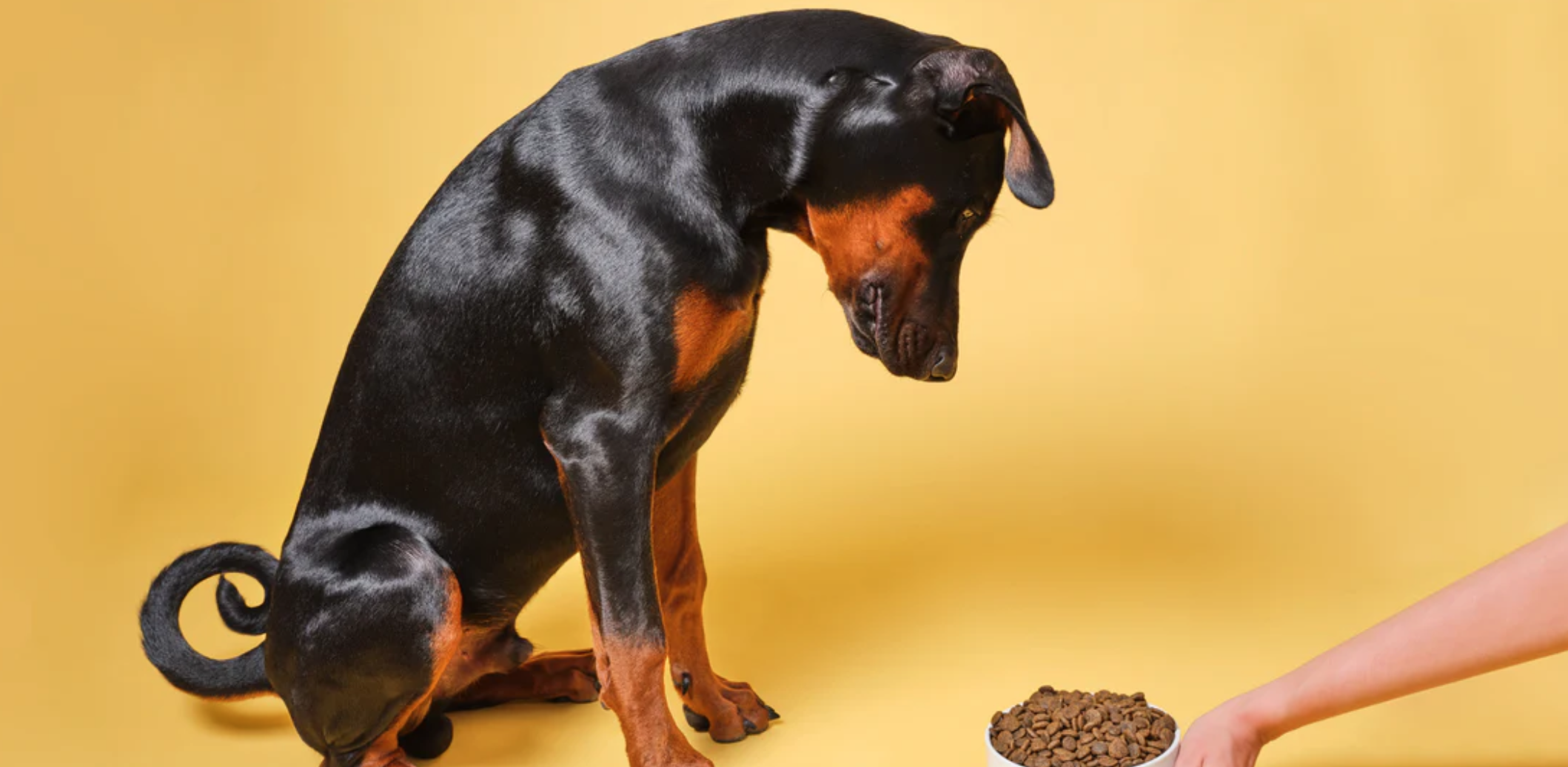 Dog Stopped Eating Dry Food but Eats Wet Food: What to Do?