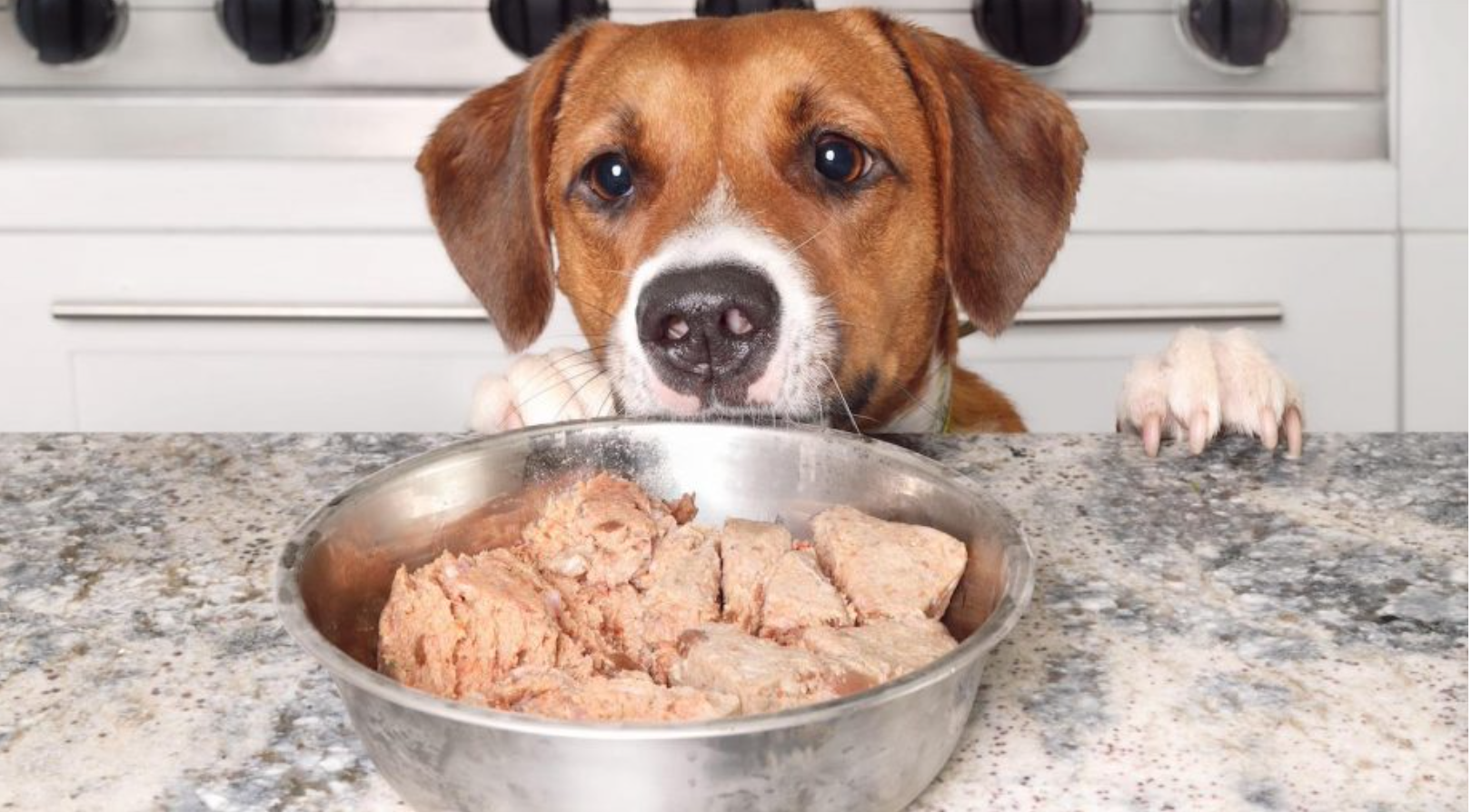 Best Wet Dog Food for Small Dogs