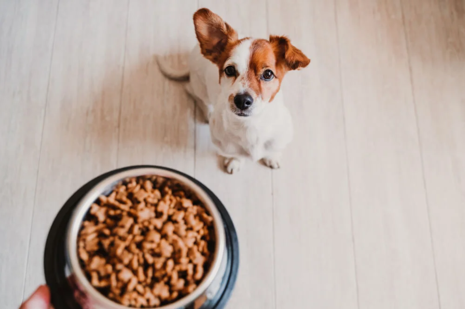 How to Transition Dog Food: A Complete Guide
