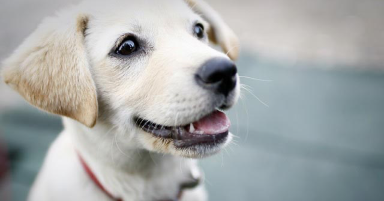 Dog Deworming Schedule: Essential Guide for Every Dog Owner