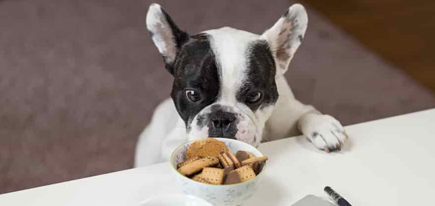 Best Dog Food in India: Ultimate Guide for Pet Owners