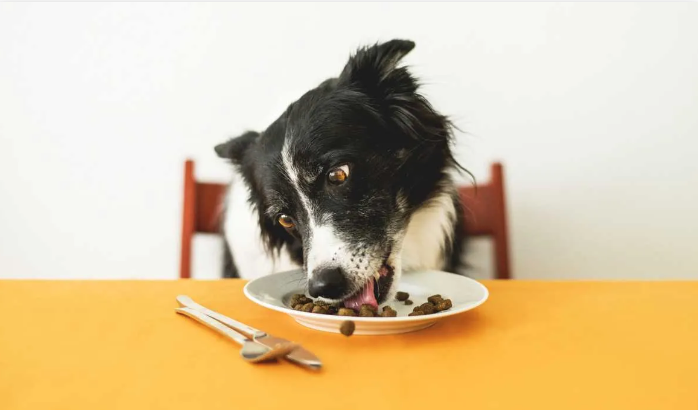 Dog Food Chart: A Complete Guide for Wholesome Meals