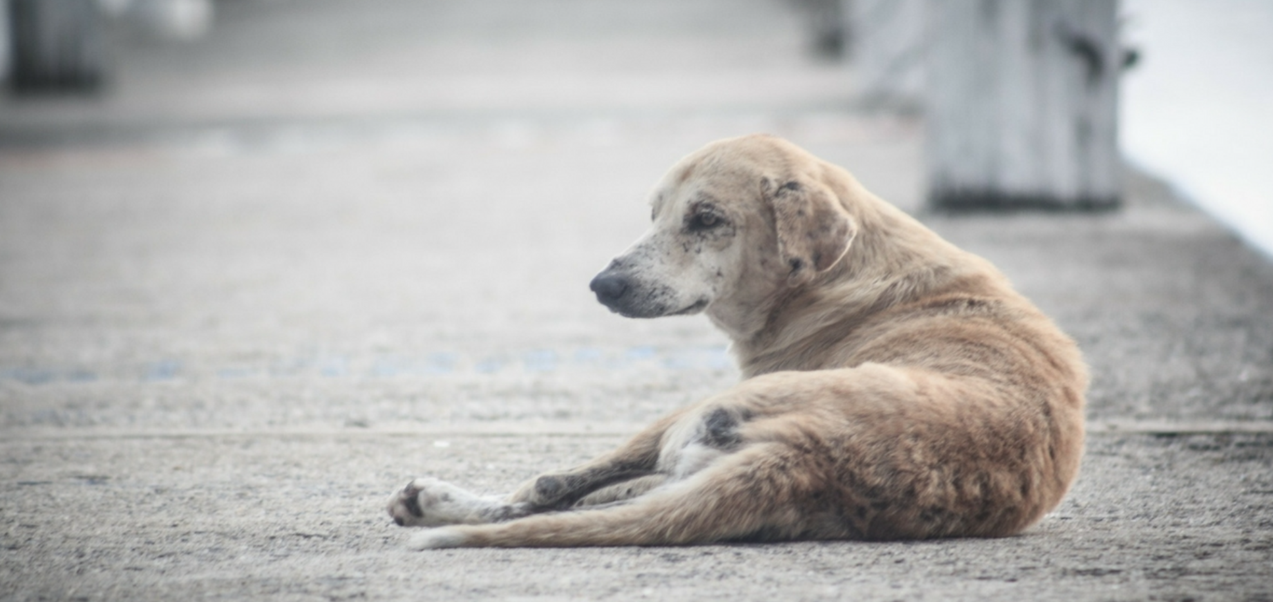 What to Do If You Find an Injured Street Dog?