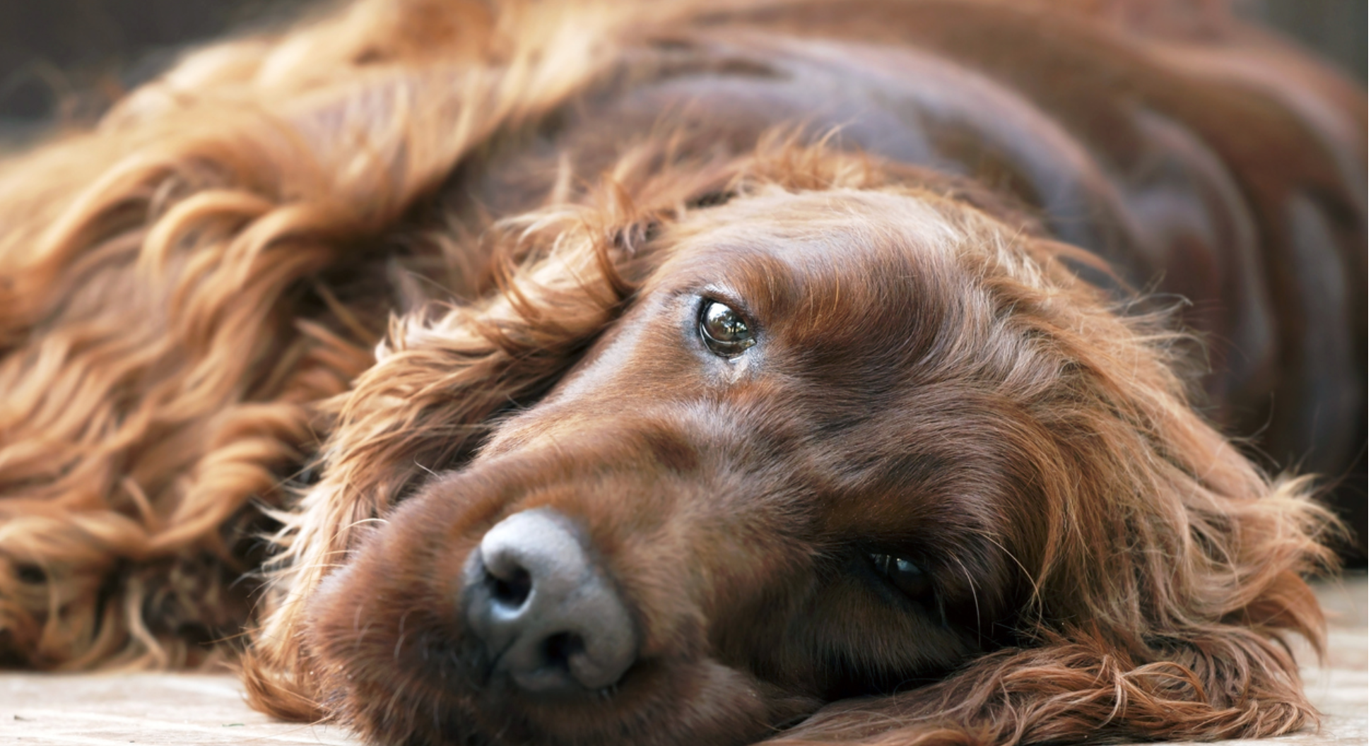 Why Does My Dog Smell Even After a Bath? Find Out!