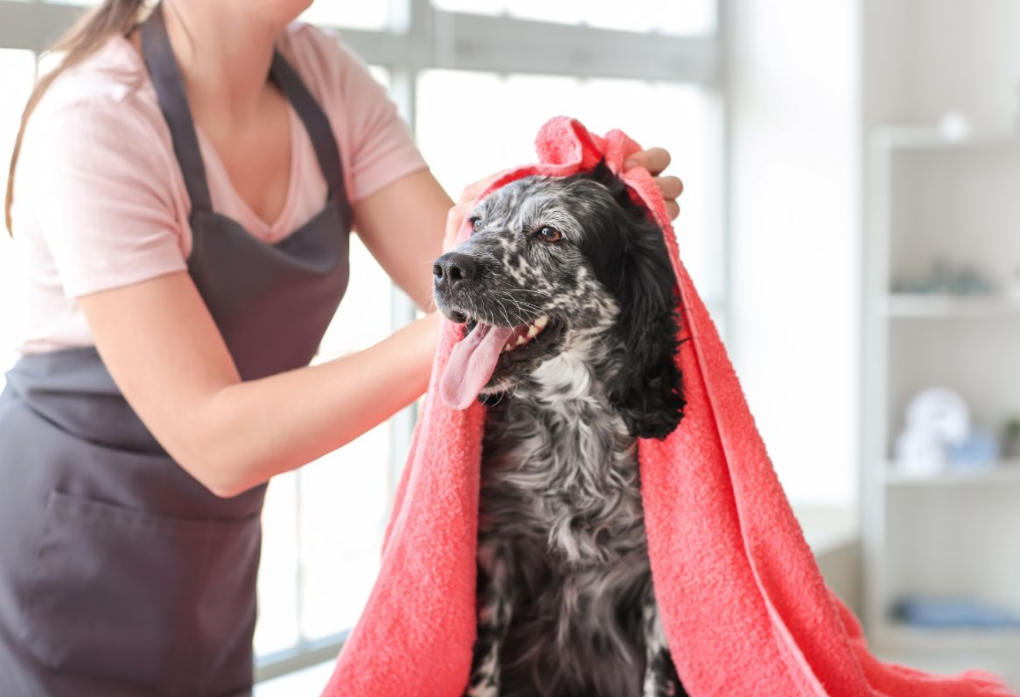 How Long Does Dog Grooming Take? A Quick Guide