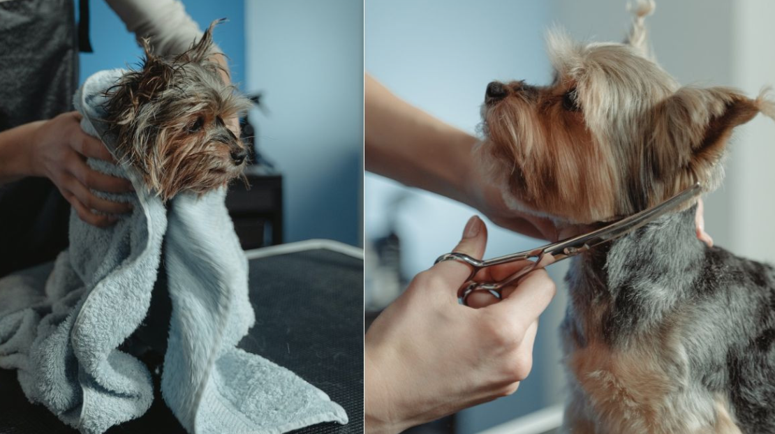 Dog Grooming Styles Guide: Your Complete Handbook