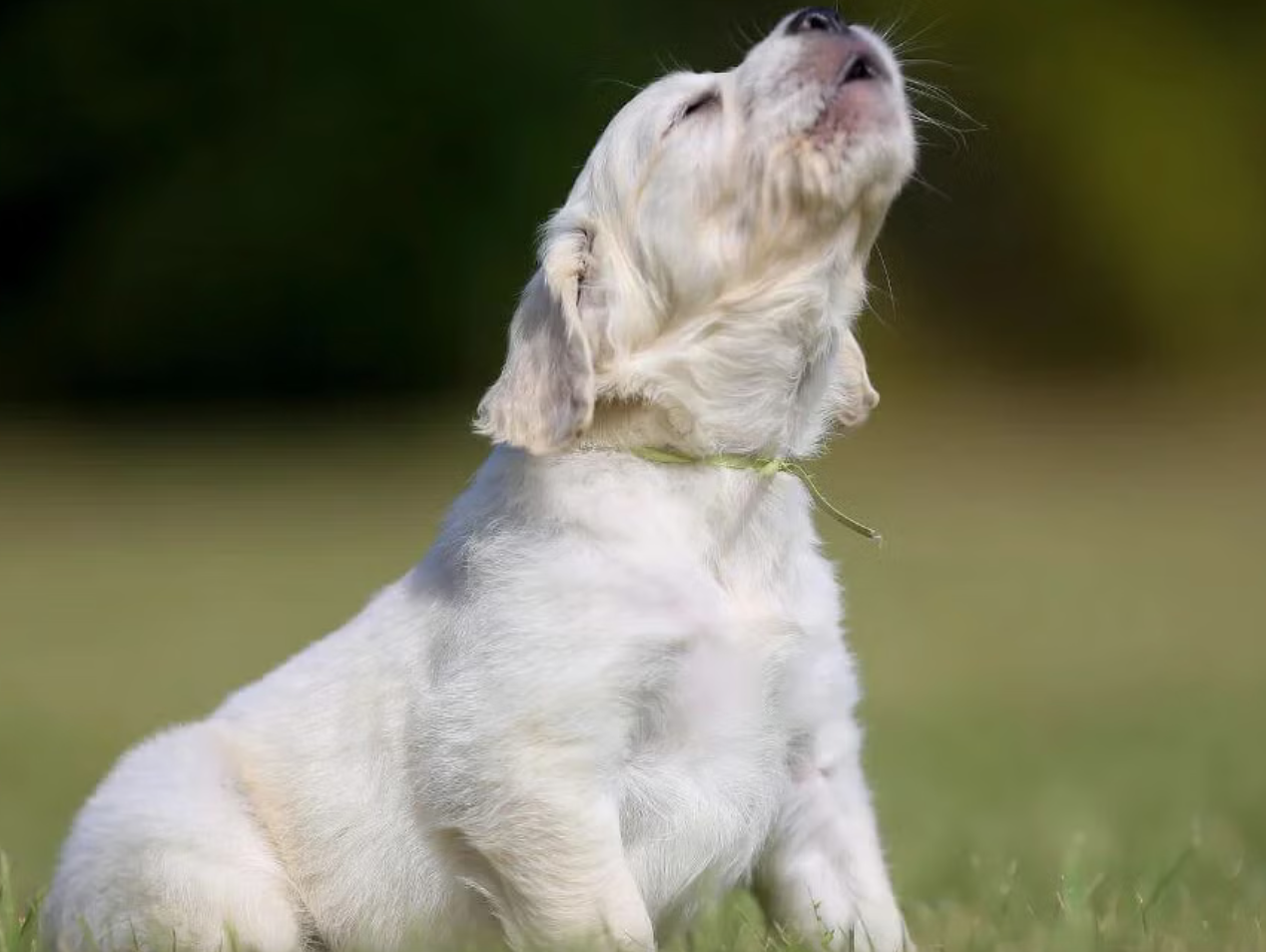 Decoding Dog Barking Sound Meaning