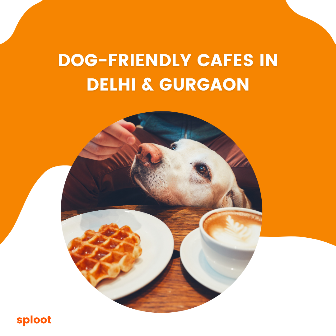 8 Best Dog Friendly Cafes in Gurgaon