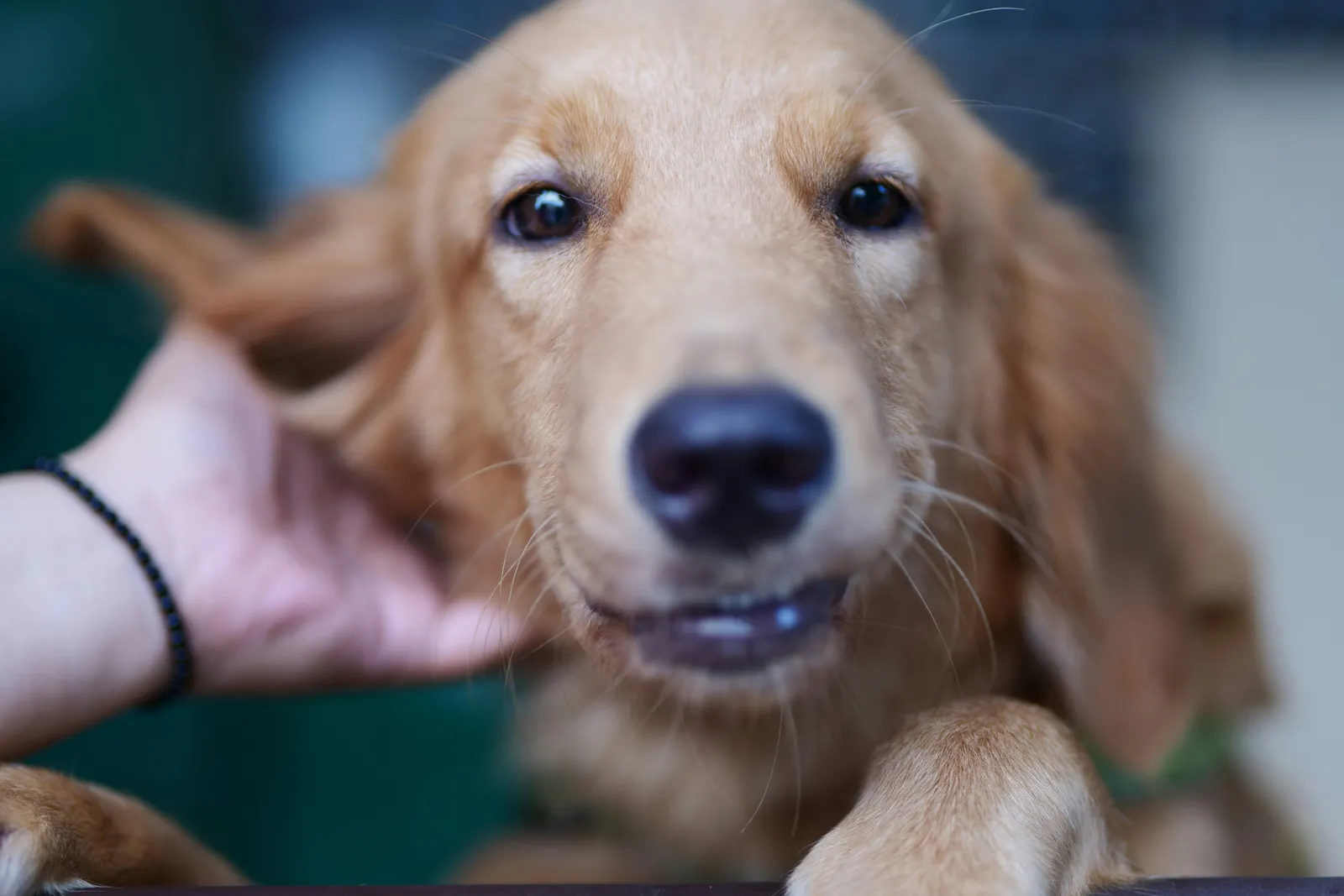 Golden retriever puppy being gently stroked behind the ear
