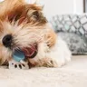 Popular Indian Dog Names: 50+ Male, Female & Cute Picks