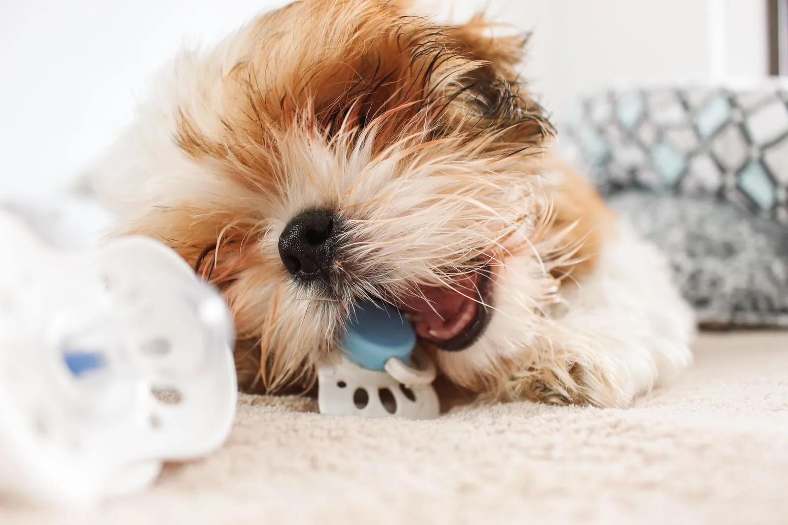 Popular Indian Dog Names: 50+ Male, Female & Cute Picks