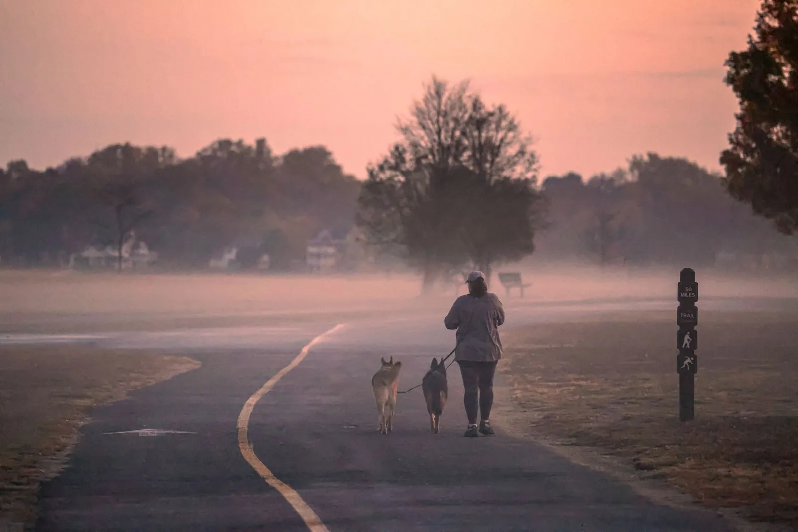 Dog on a leash during a morning neighbourhood walk