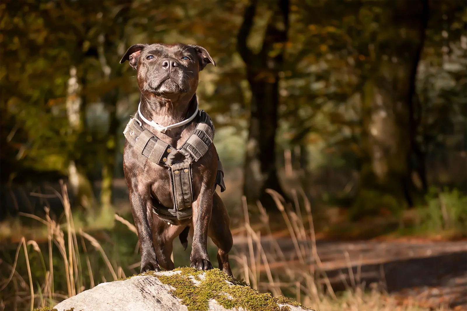 Confident dog standing outdoors with ears up