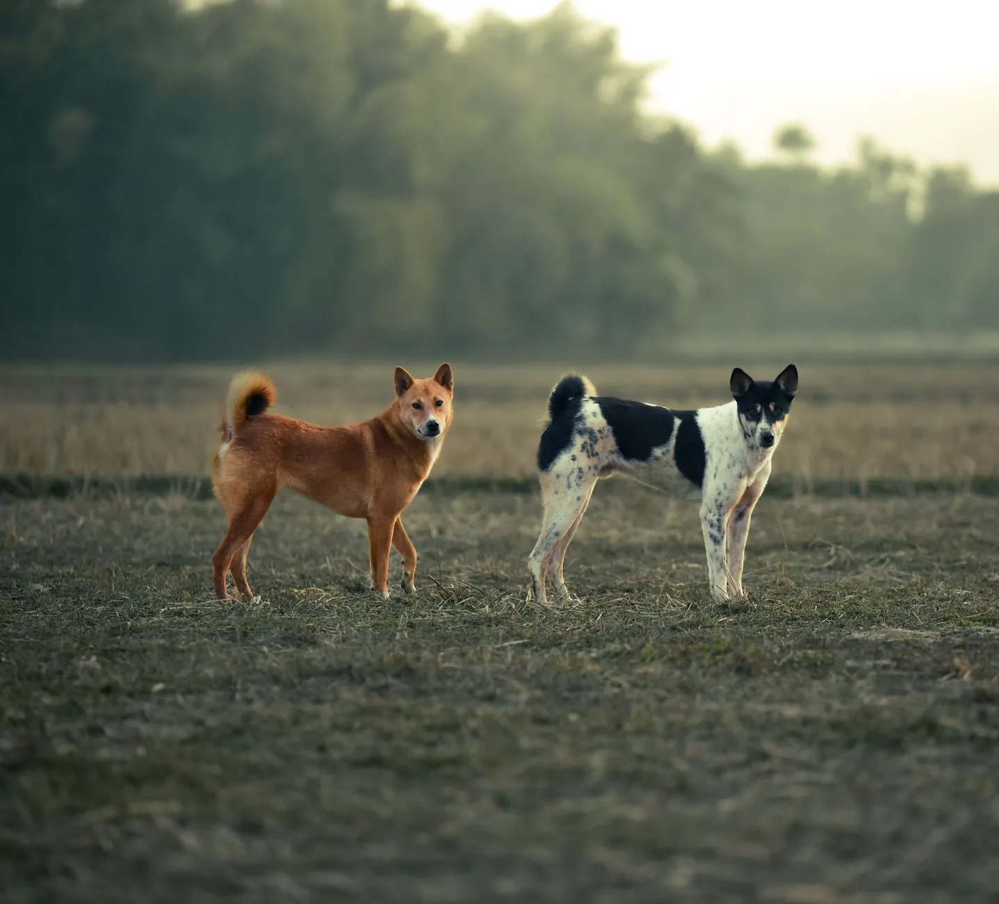 Dogs with different coat colours resting side by side