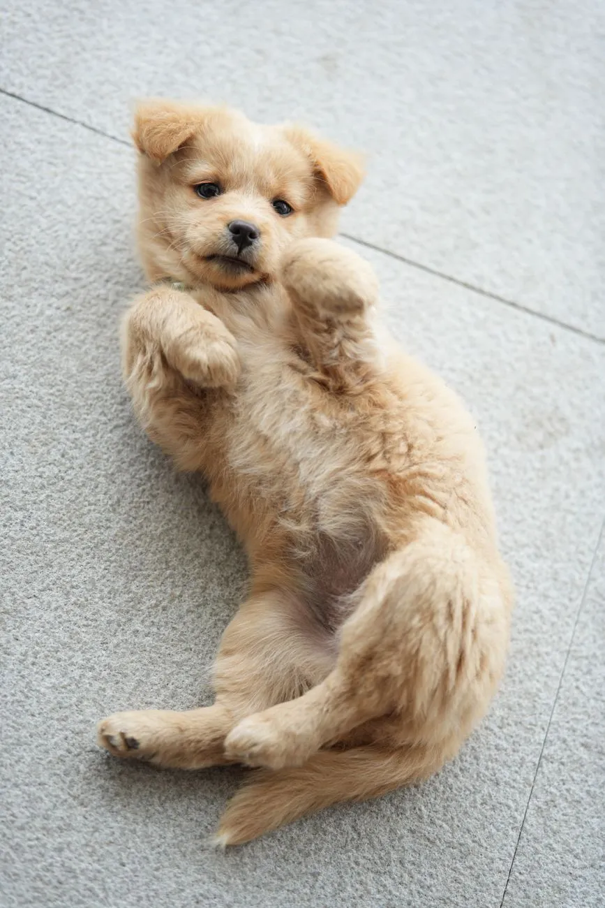 Playful tiny puppy looking curious at home