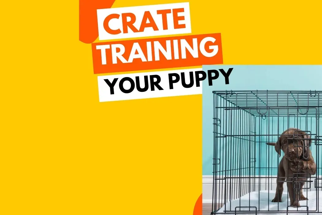 7 Benefits Of Crate Training A Puppy With Steps