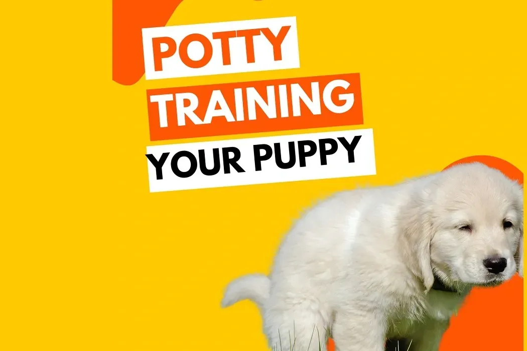 7 Easy Steps To Potty Train Your Puppy In 7 Days