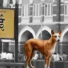 A Comprehensive Guide to Dog Licenses and Registration in Mumbai