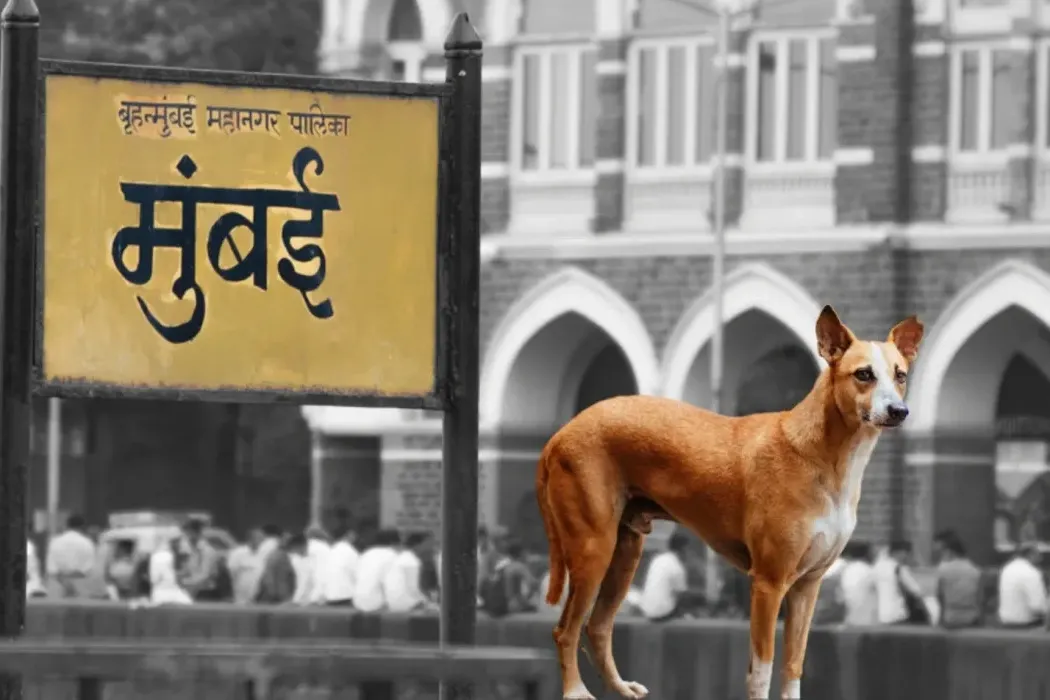 A Comprehensive Guide to Dog Licenses and Registration in Mumbai