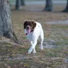 Active Dog Food: How to Match Fuel to Real Energy Needs
