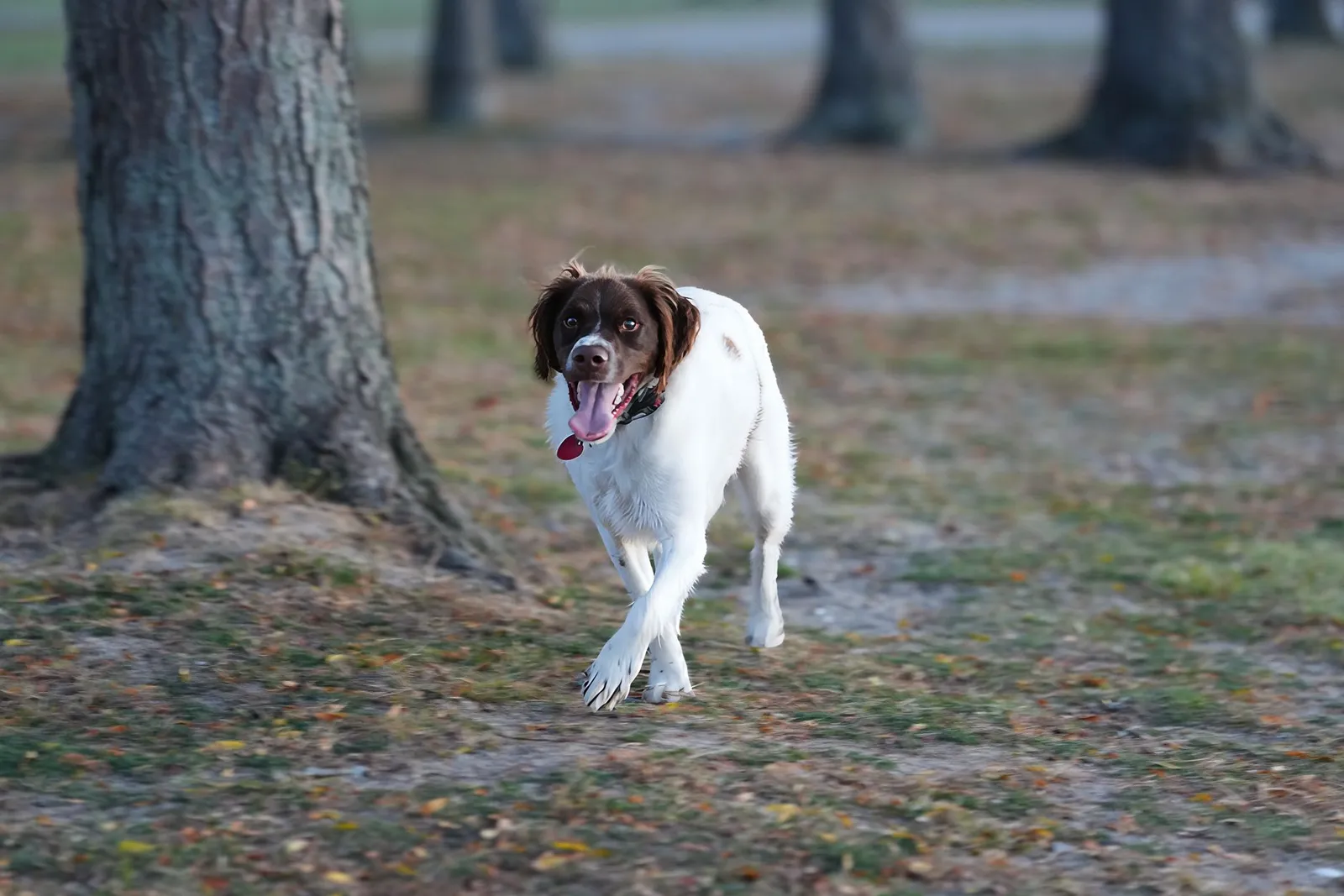 Active Dog Food: How to Match Fuel to Real Energy Needs