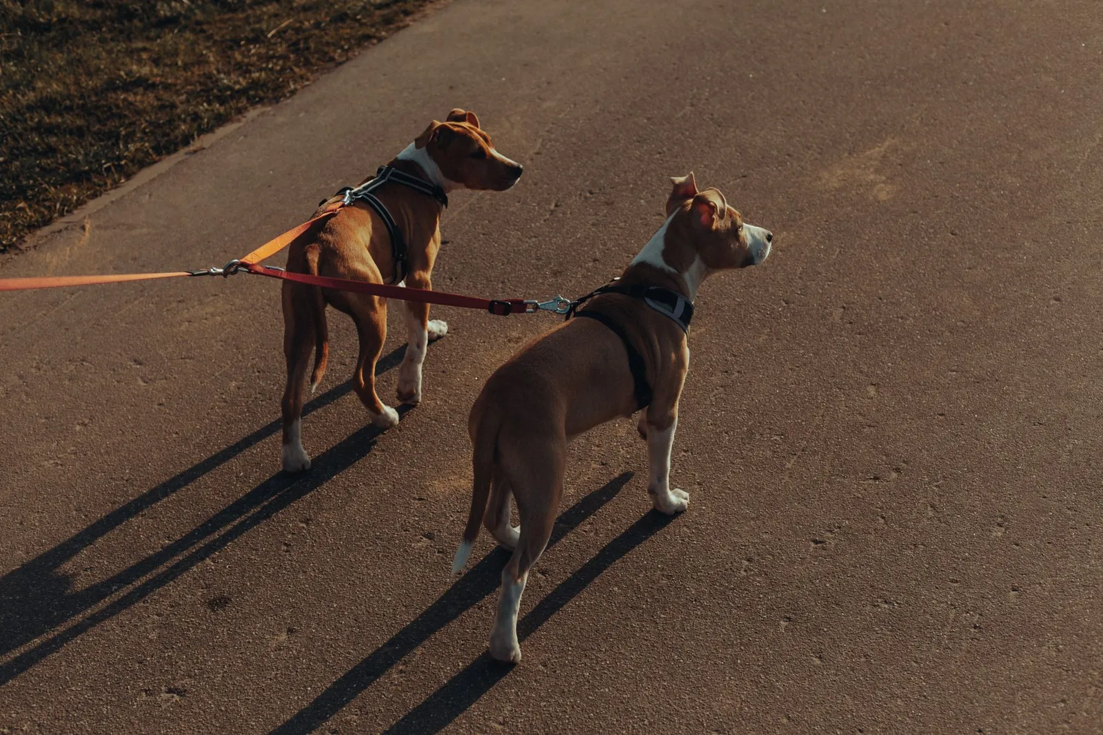 Dog parent walking an energetic dog on a leash outdoors