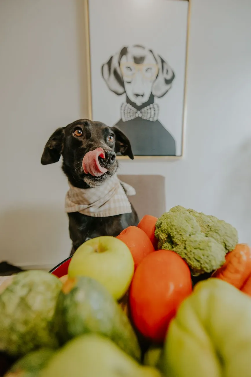 Fresh prepared dog meal served in a bowl at home