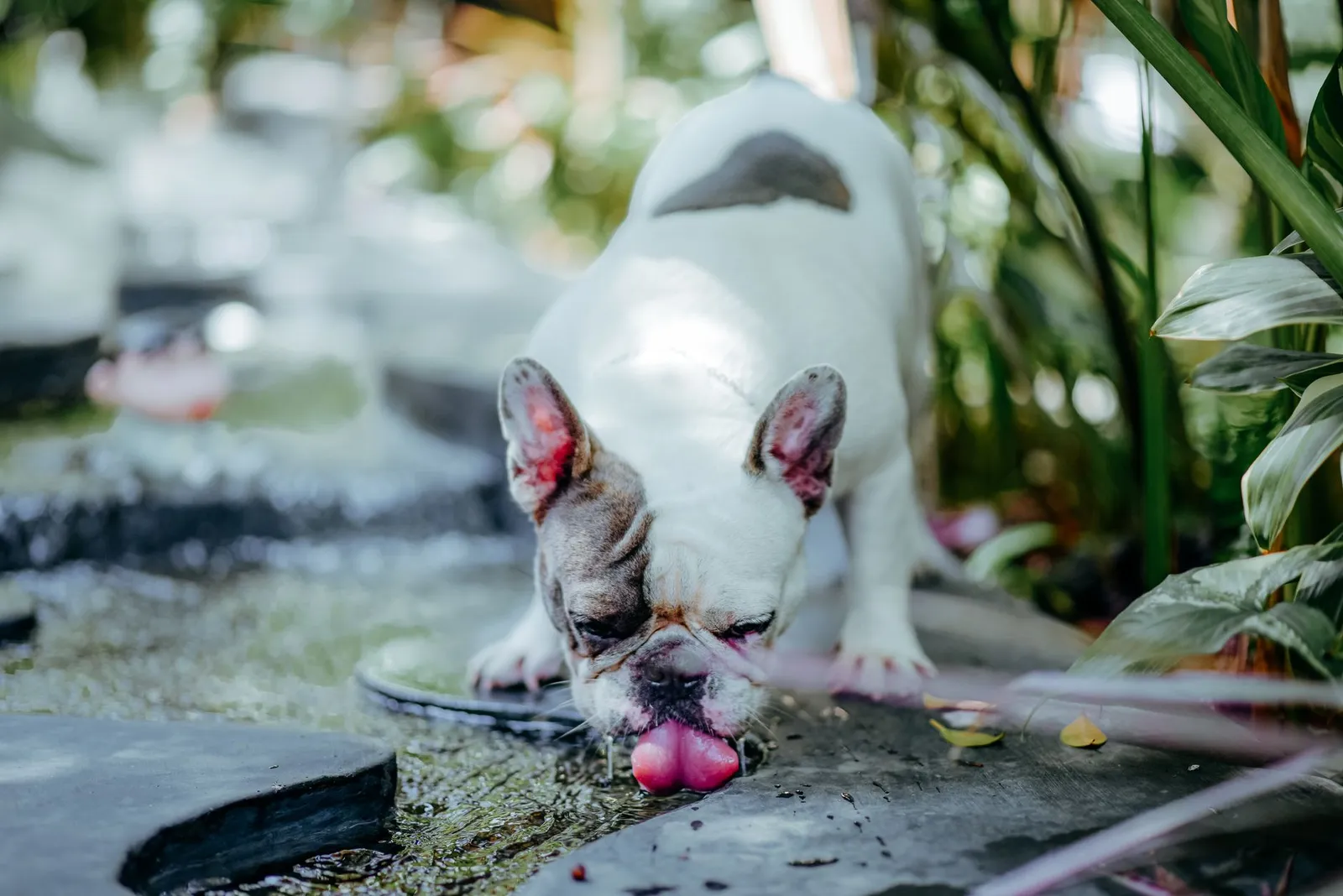 Active dog drinking water outdoors on a warm day