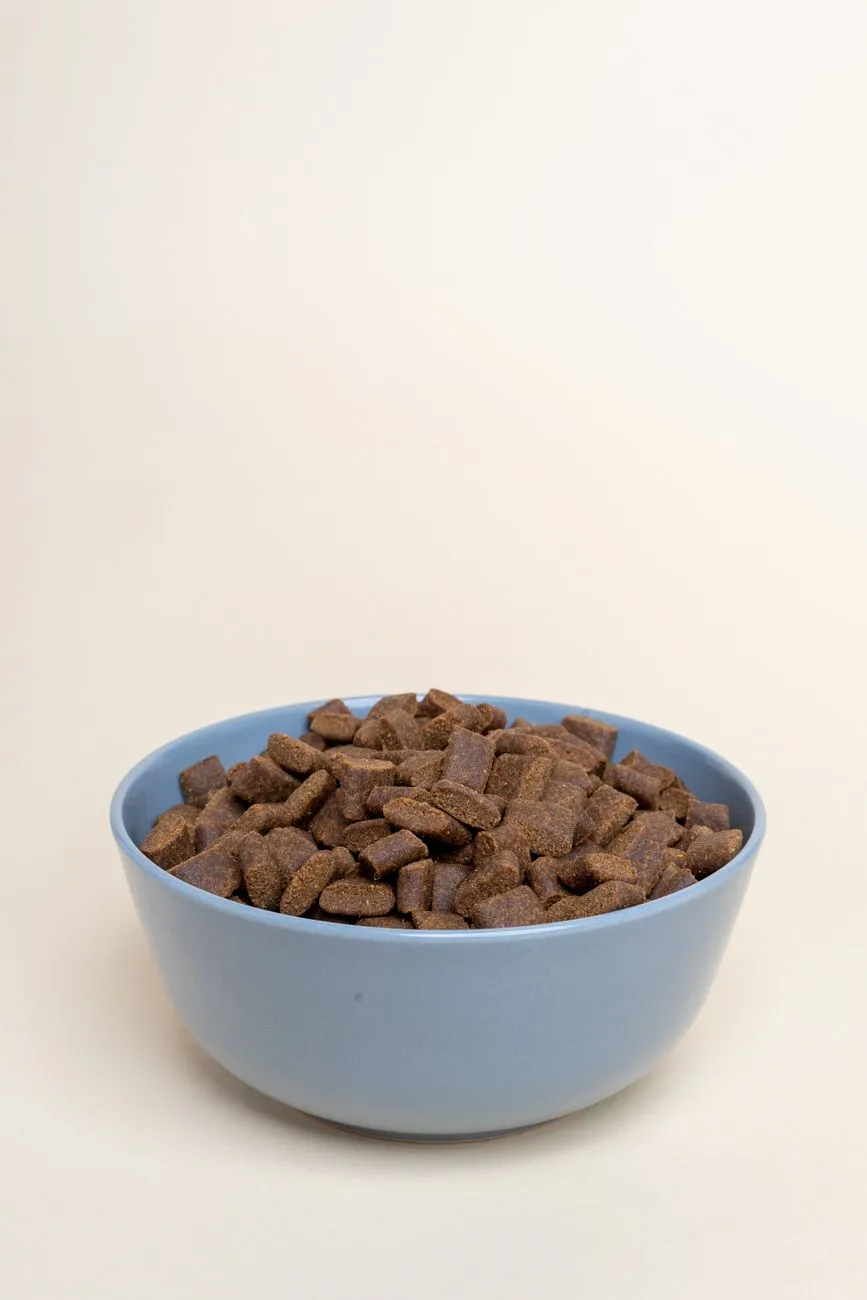 Bowl of dog food with protein-rich meal on a kitchen floor