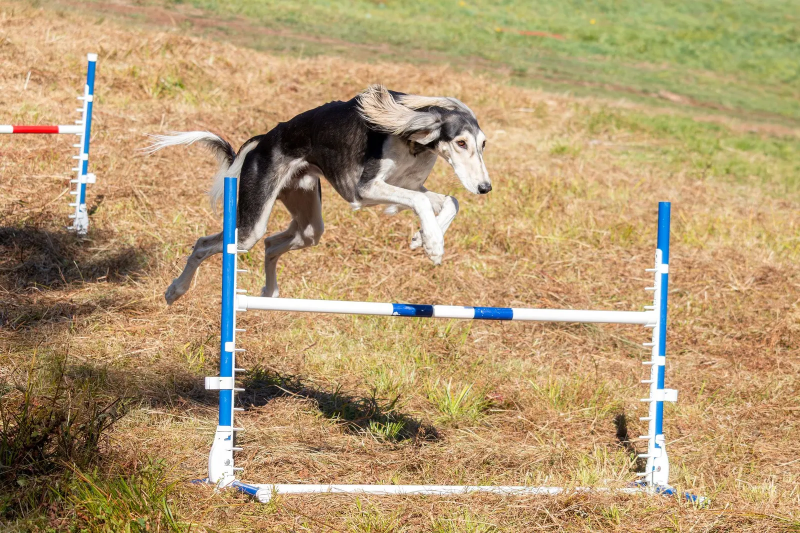 Dog leaping during an outdoor agility exercise