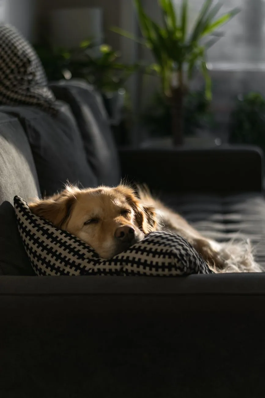 Relaxed dog resting on a sofa after a quiet day