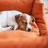 Addressing ‘The Guilt’: A Guide to Help Your Dog Feel Secure When Home Alone