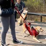 Bark in the Park: The Canine Adventures of a Dog Parent in Aravali Biodiversity Park, Gurgaon