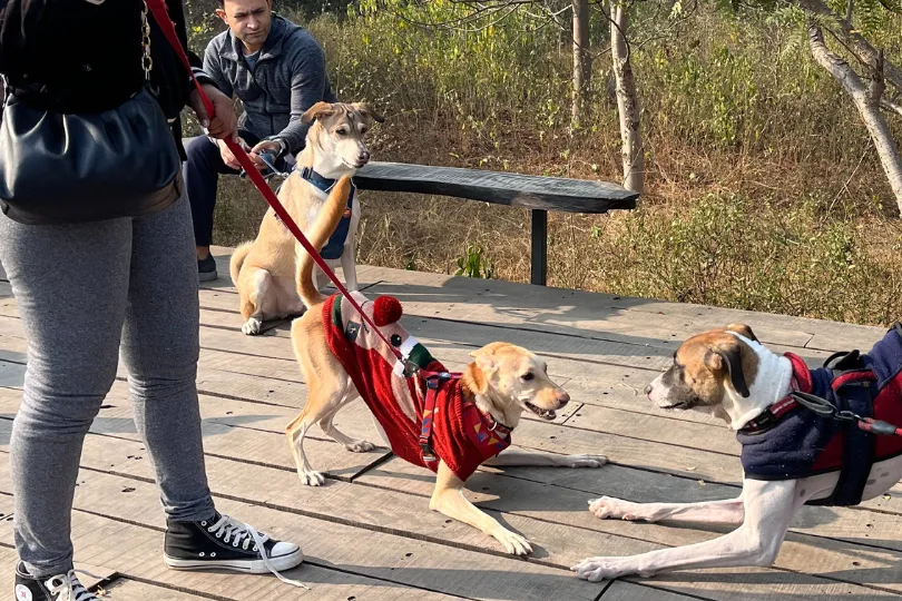 Bark in the Park: The Canine Adventures of a Dog Parent in Aravali Biodiversity Park, Gurgaon