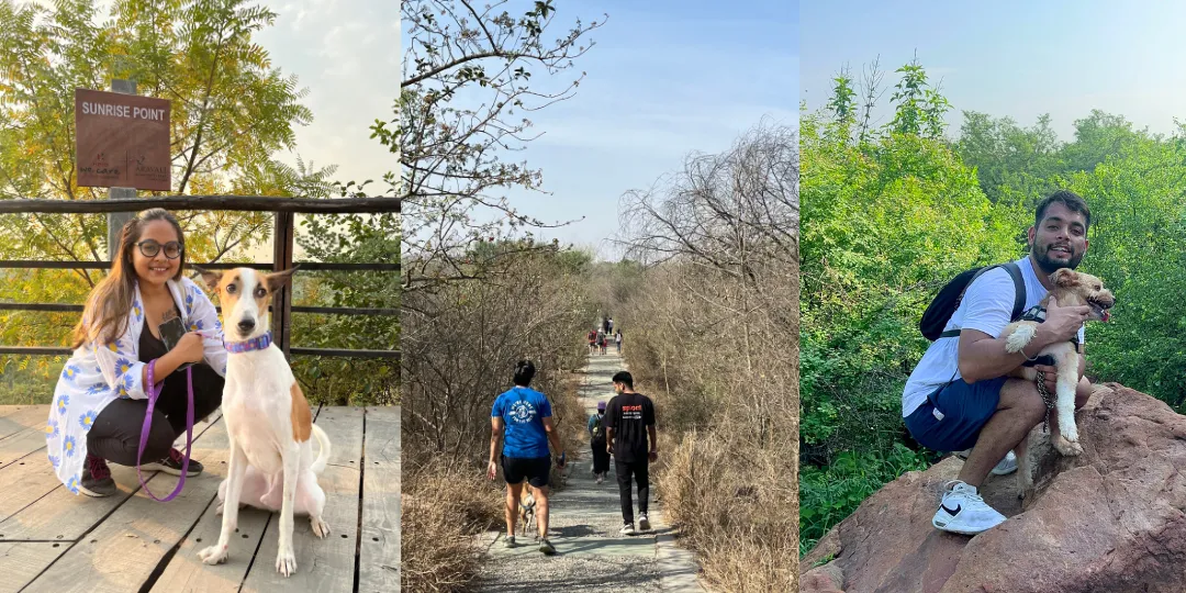 Dog parent at Sunrise Point, walkers on a tree-lined trail, and a man holding his dog on a rock
