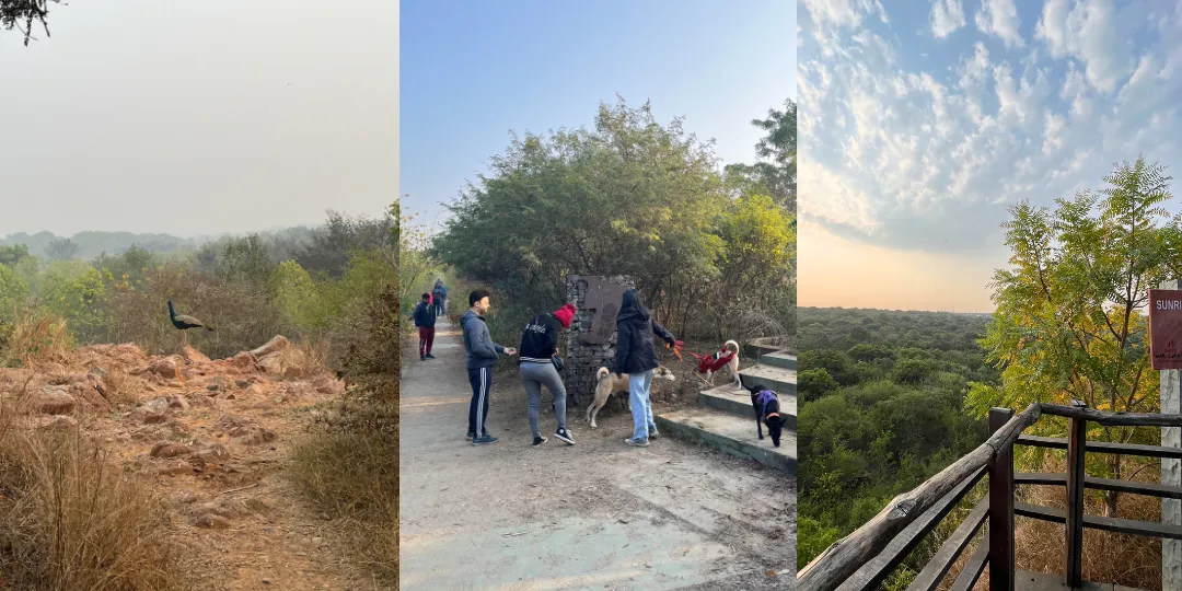 Peacock in the park, dog walkers at a trail marker, and a forest view from a lookout