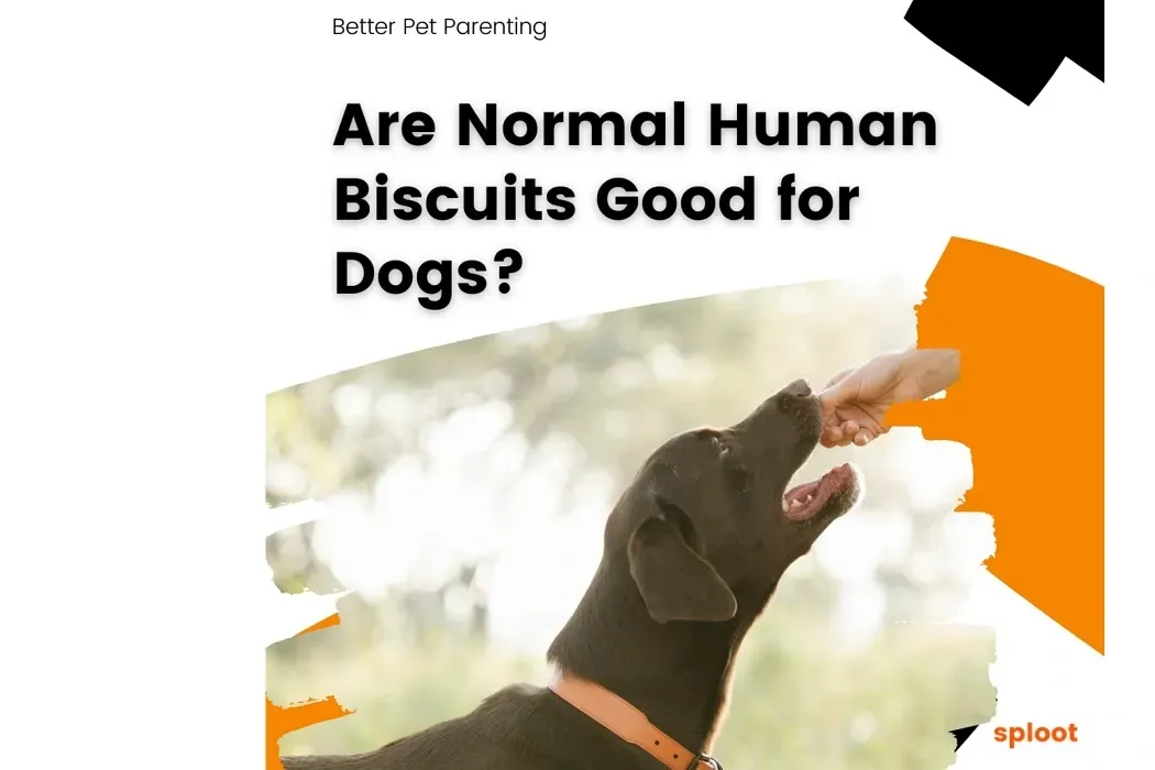 Are Normal Human Biscuits Good for Dogs?