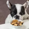 Best Dog Food in India: Ultimate Guide for Pet Owners