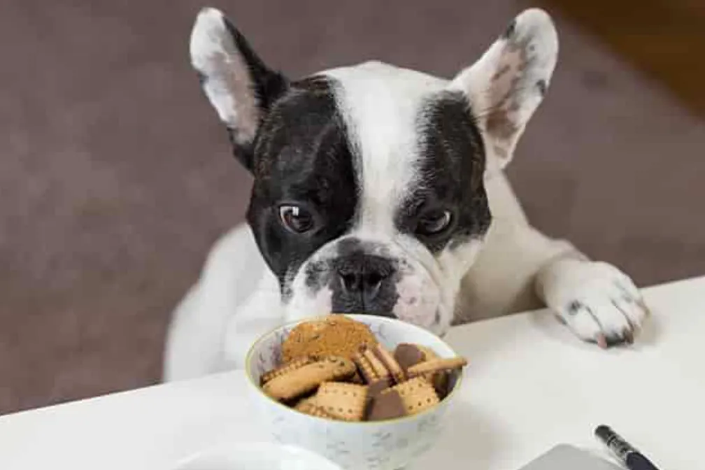 Best Dog Food in India: Ultimate Guide for Pet Owners