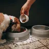 Best Dog Food in India: An Honest Guide for Dog Parents