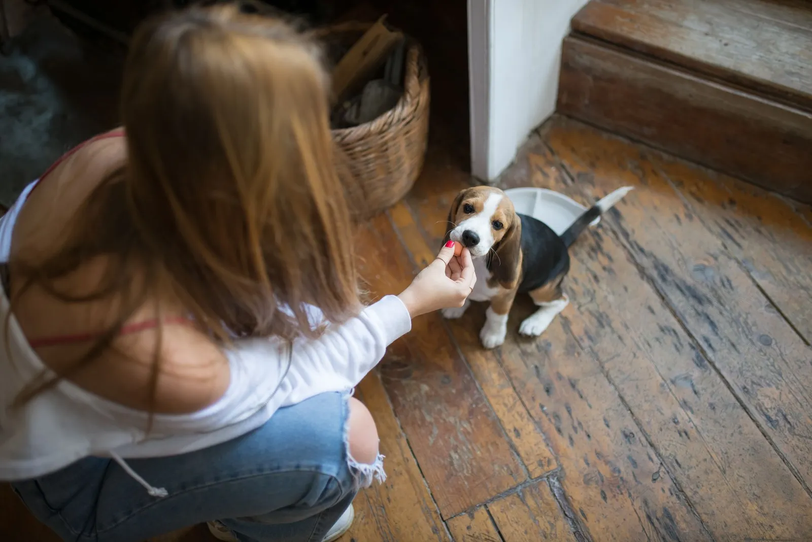 Dog parent pouring kibble into a bowl for their dog